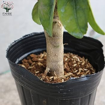 璃の香レモン 4年生 苗木 F*N様 璃の香レモン 4年生 苗木 登録品種 特大